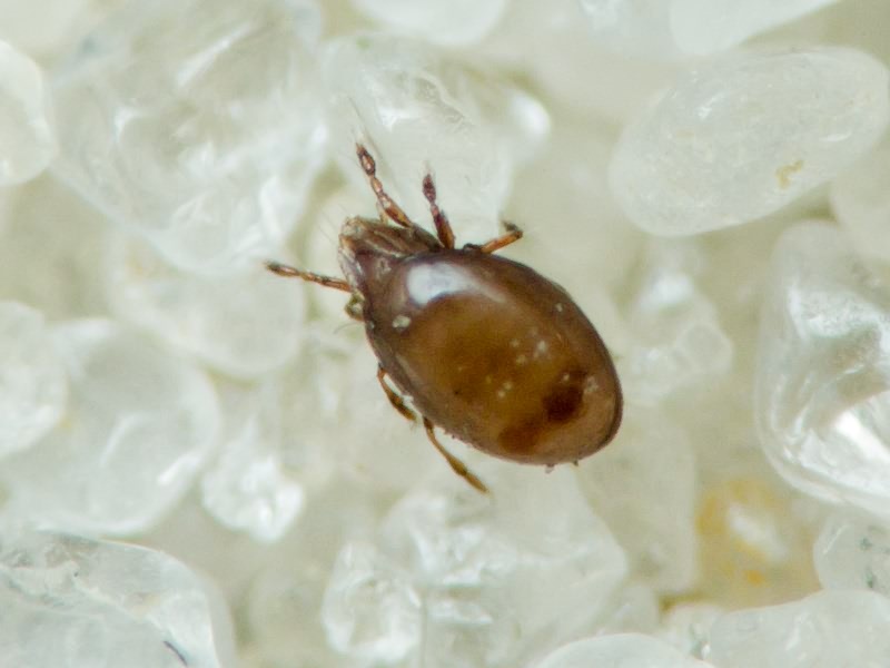 Arachnida